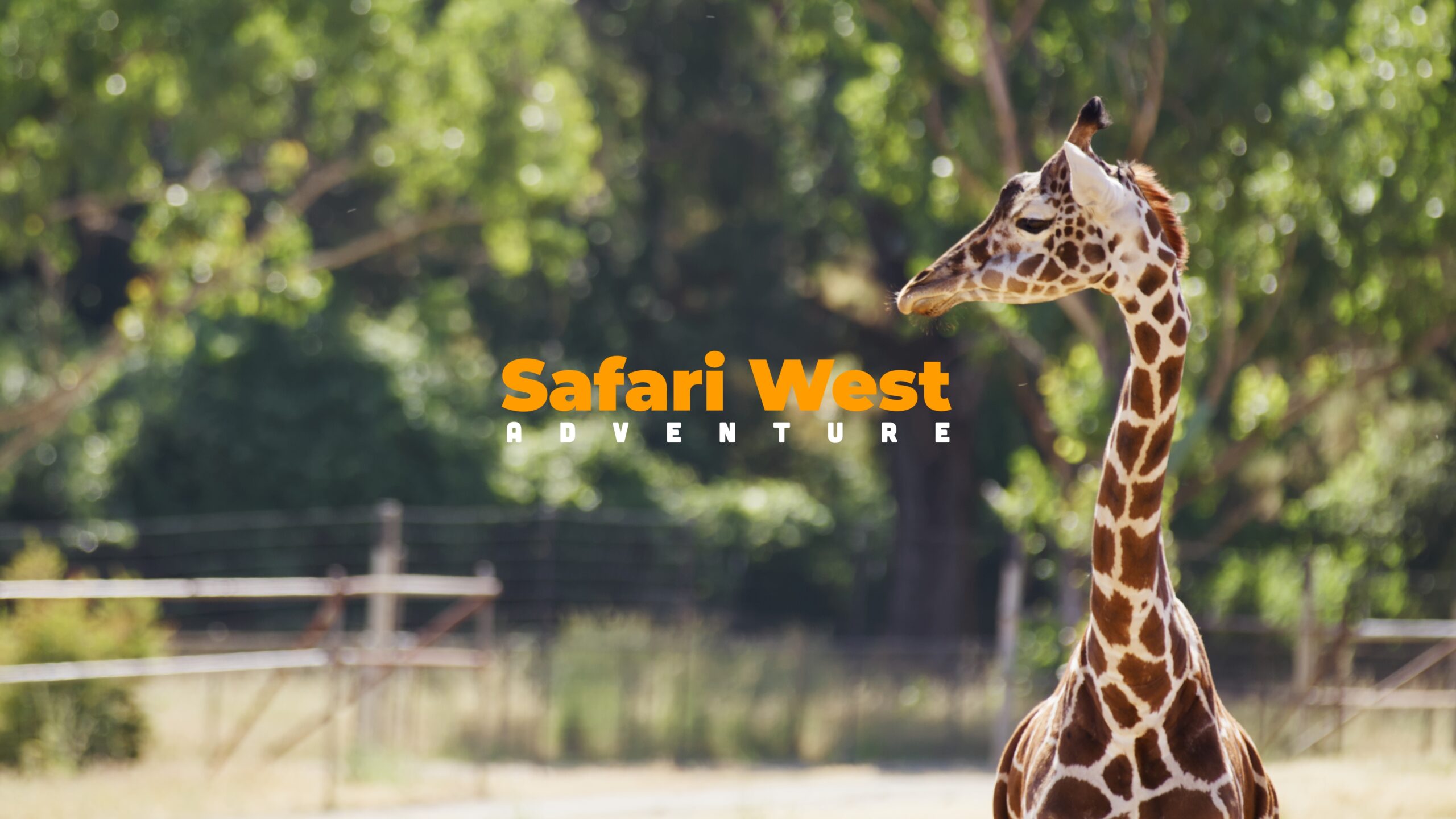 Cover photo for Safari West Adventure