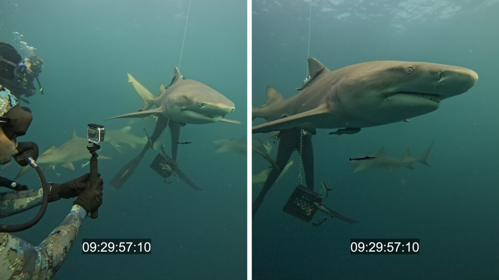 split screen showing shark diving using Timecode sync using multiple GoPro hero 12 black cameras 