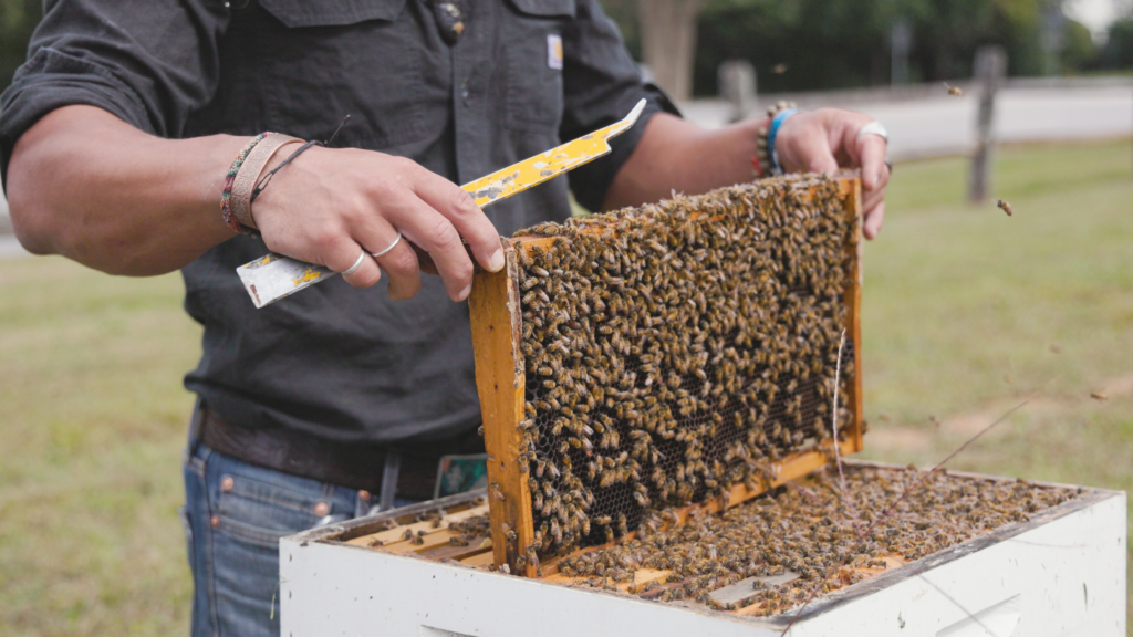 using beekeeping tool to pull honeycombs from the colony bee box to inspect the hive. Justin Maness of Buddha Bee Apiary gets the job done in Raleigh NC