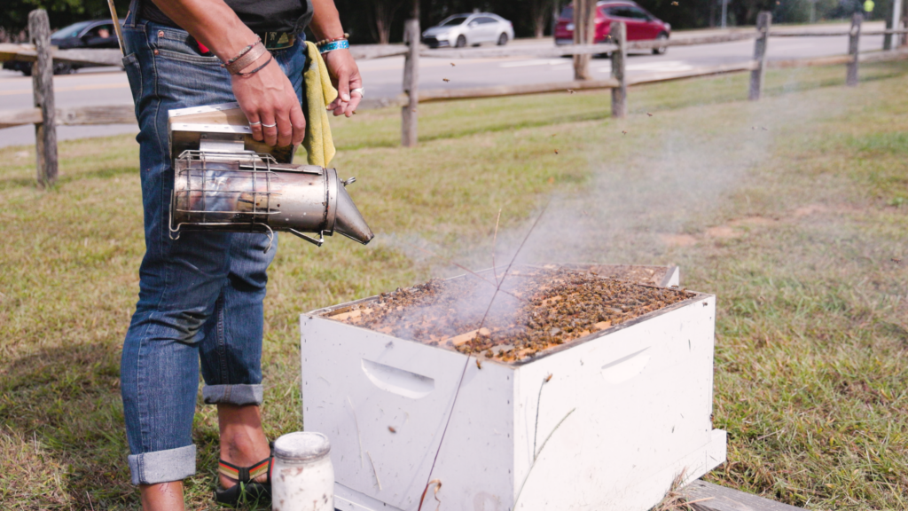 beekeeper Justin Maness uses smoke to help calm the colony before inspecting the hive. Video Production from Full Circle Streaming and Digital