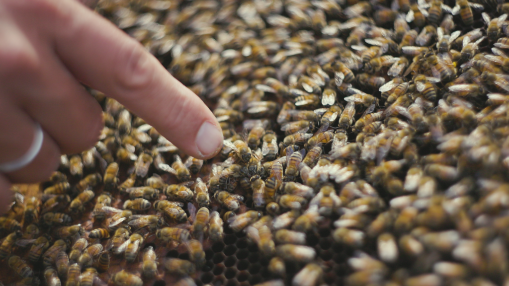 shallow depth of field finger pointing toward bees working in harmony. Justin Maness of Buddha Bee Apiary inspects the beehive and colony up close